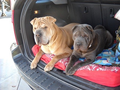 Madre( gris) , Hijo( beige) , 4 y 5 añitos. Son todo una belleza!!!!!!